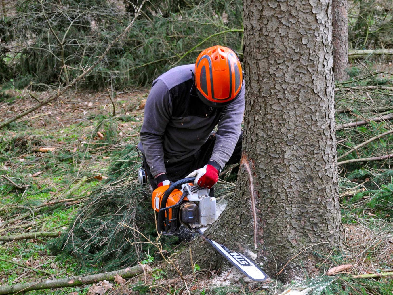 Man wearing safety equipment and chainsaw felling a tree.