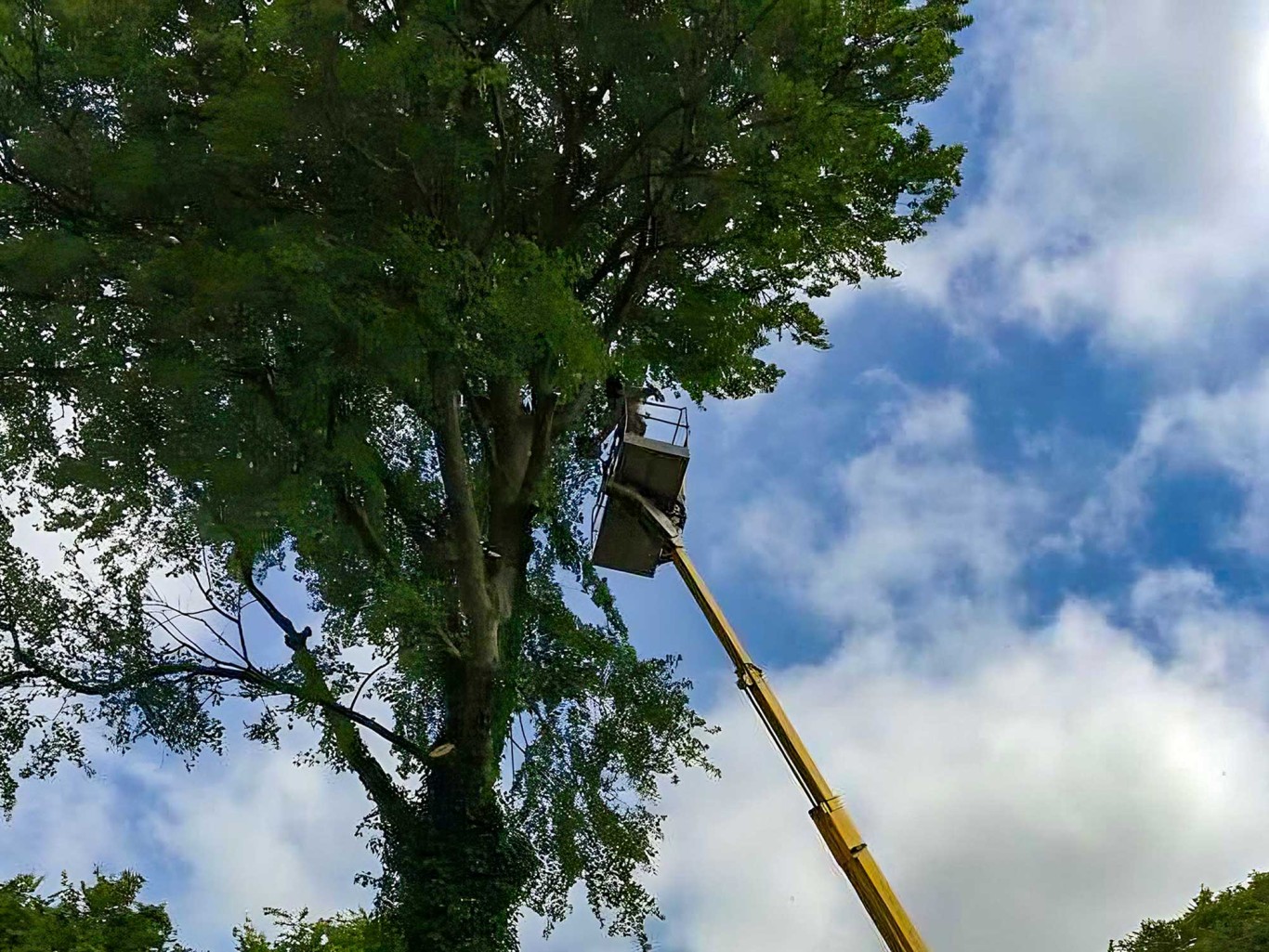 Tree surgeon on platform up high in tree reducing crown.