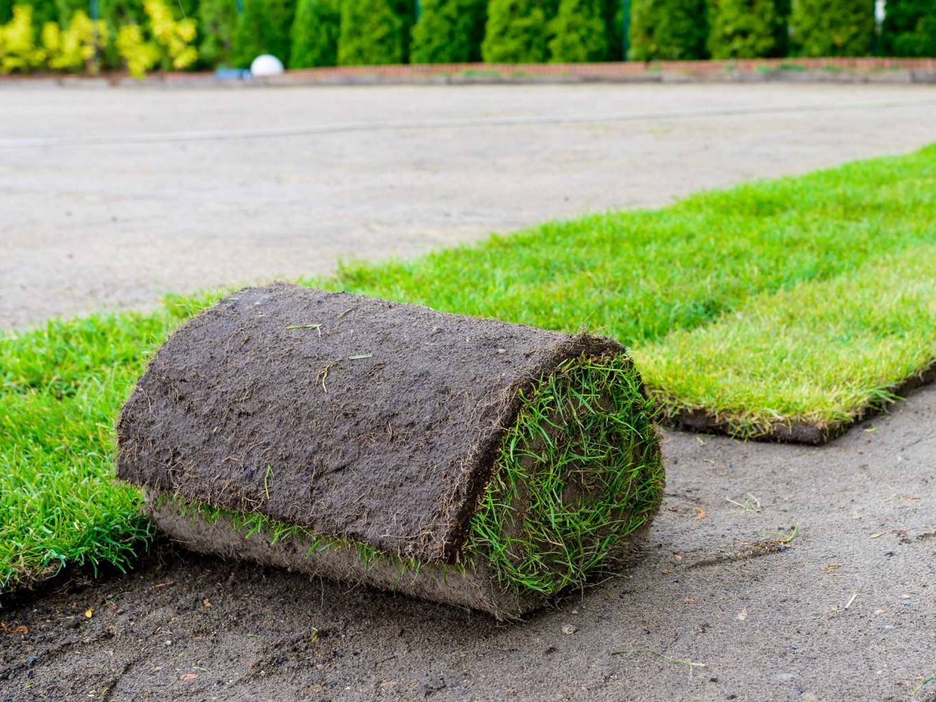 Laying lawn from a roll of turf.