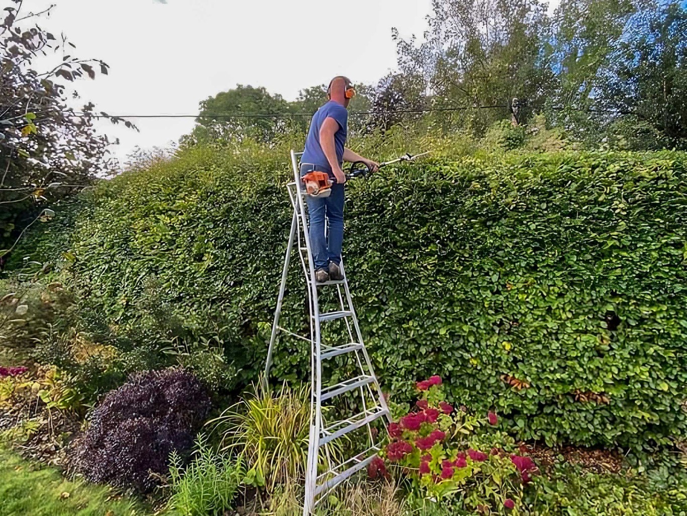 Man stood on high ladder hedge cutting a tall bush.