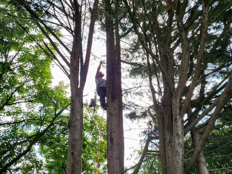 Tree surgeon high up in the tree working.