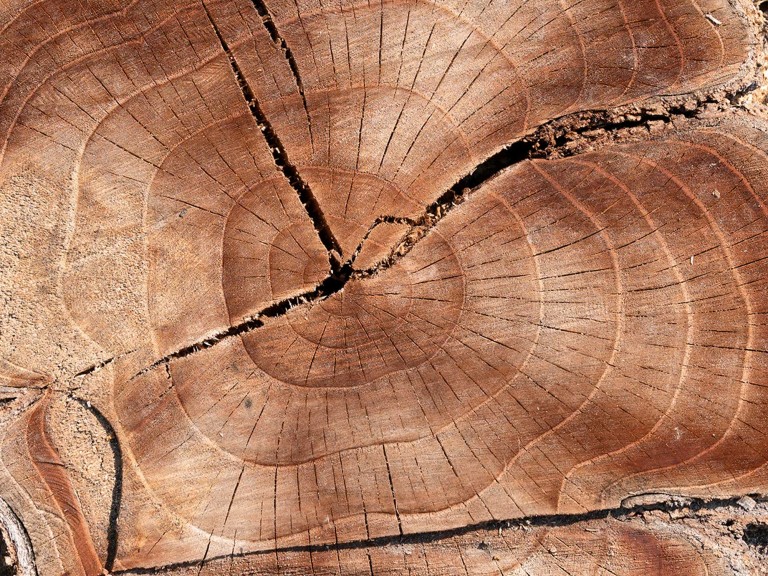 Close up of tree stump looking down at the rings.