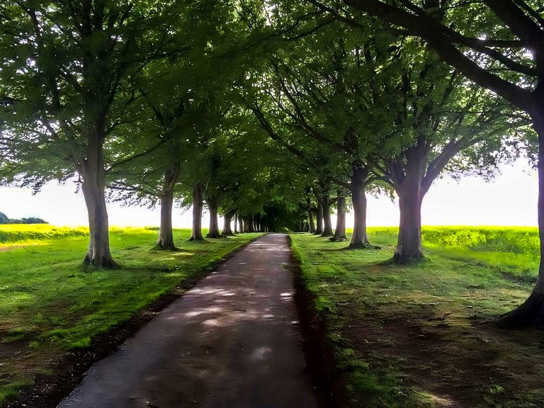 Road going into the distance going between two tree lines .