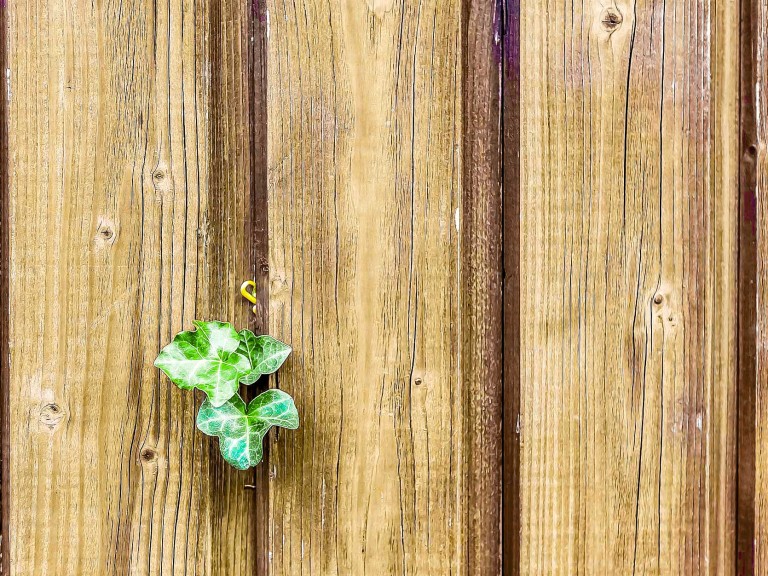 Close up of dark wooden fence with leaves growing through.