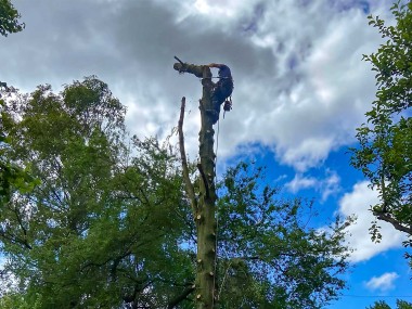 Tree surgeon at the top of a tree trunk dead wooding.