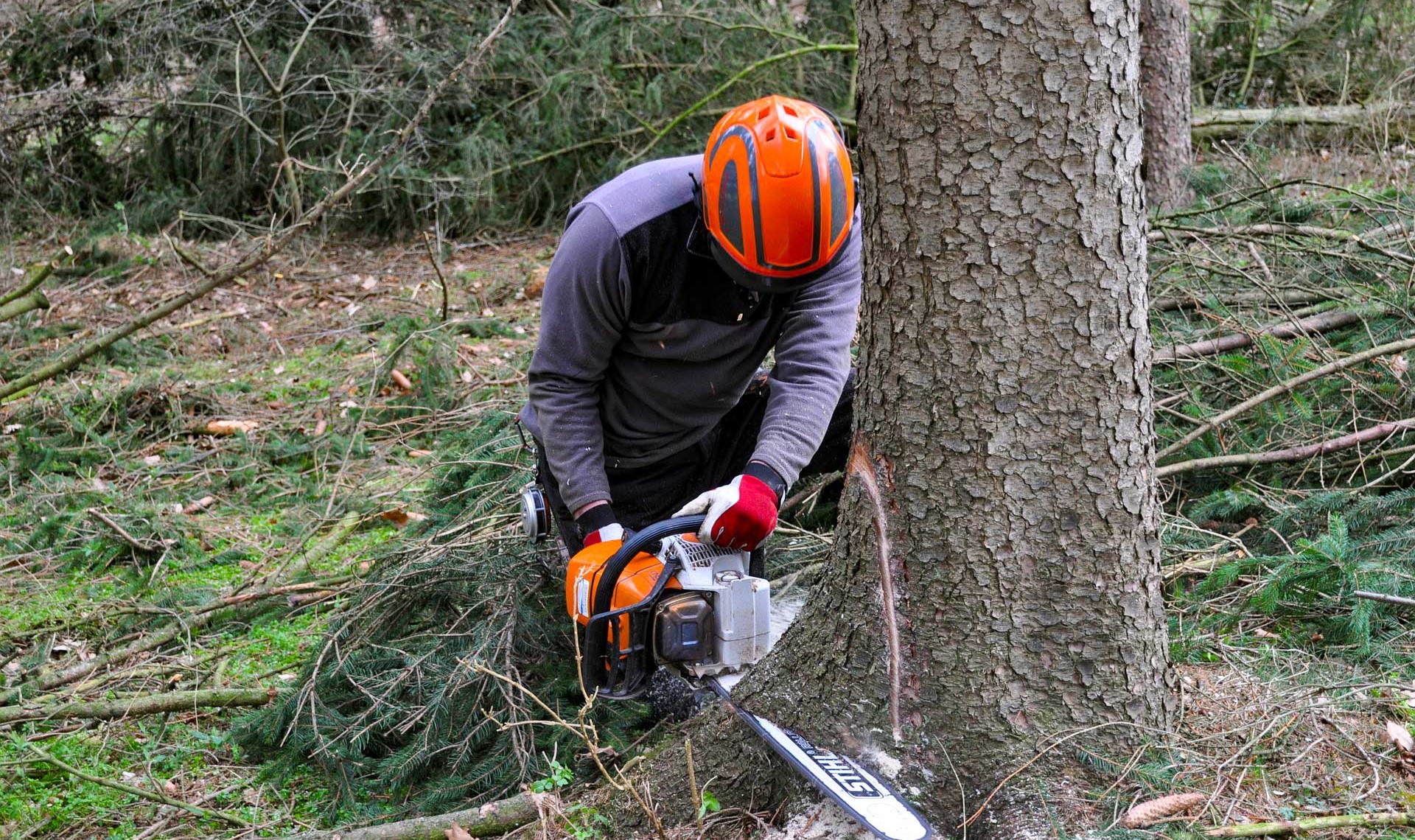 Man wearing safety equipment and chainsaw felling a tree.