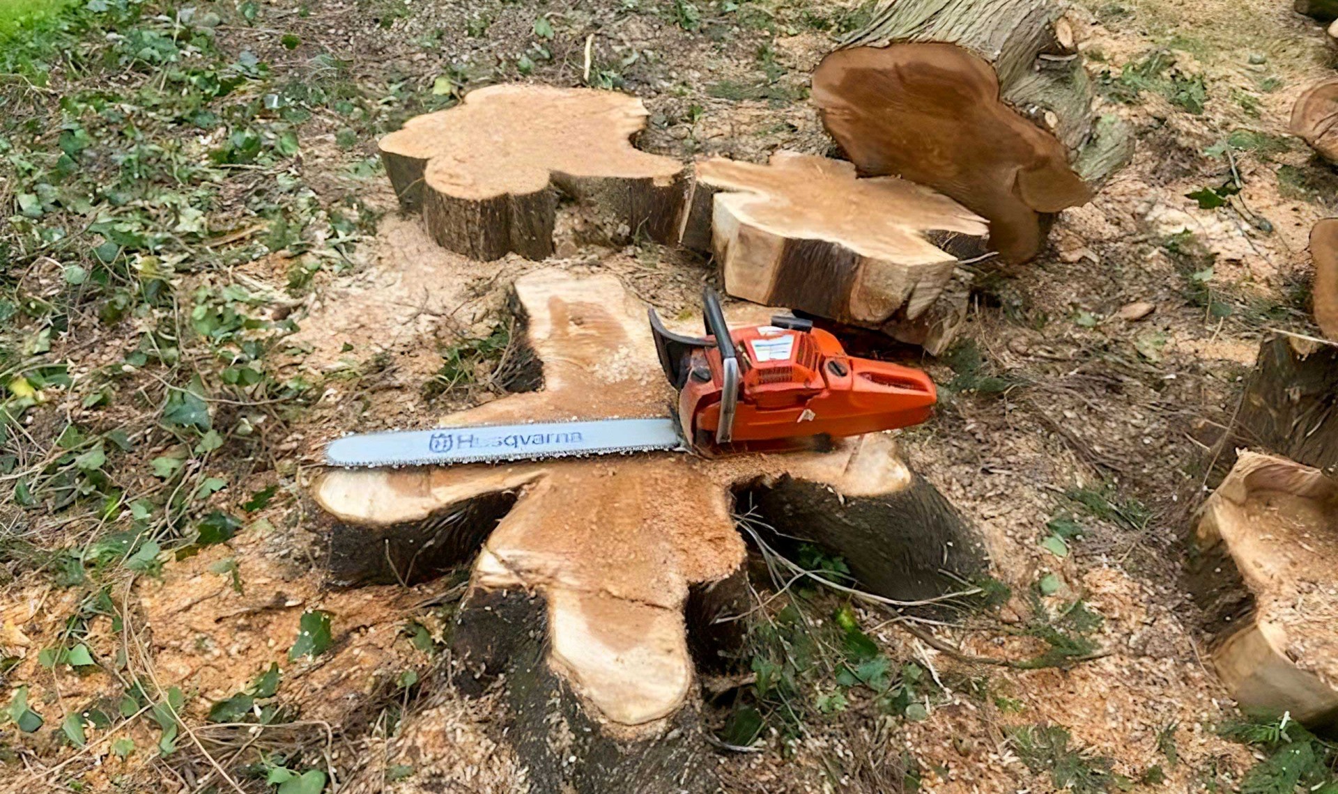 Tree stump after tree removal with chainsaw on top.