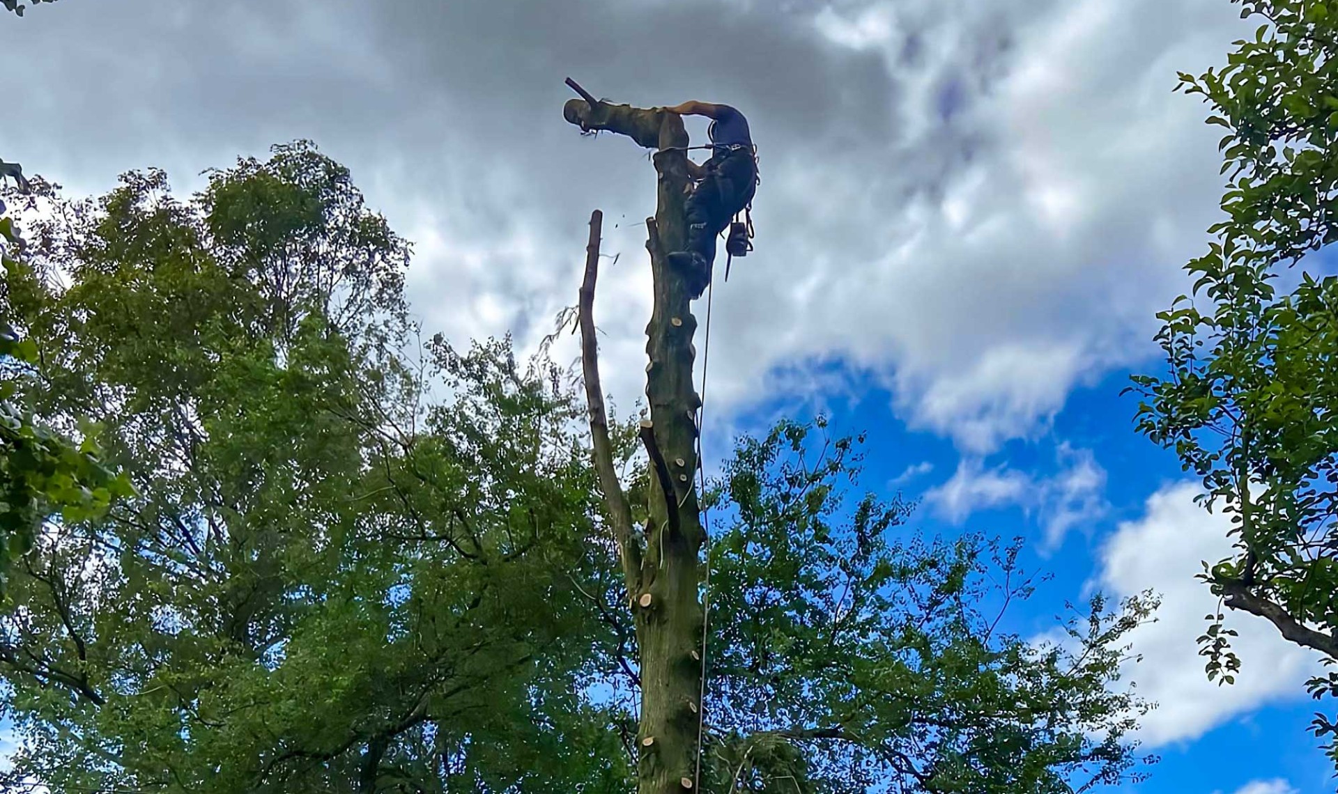 Tree surgeon at the top of a tree trunk dead wooding.